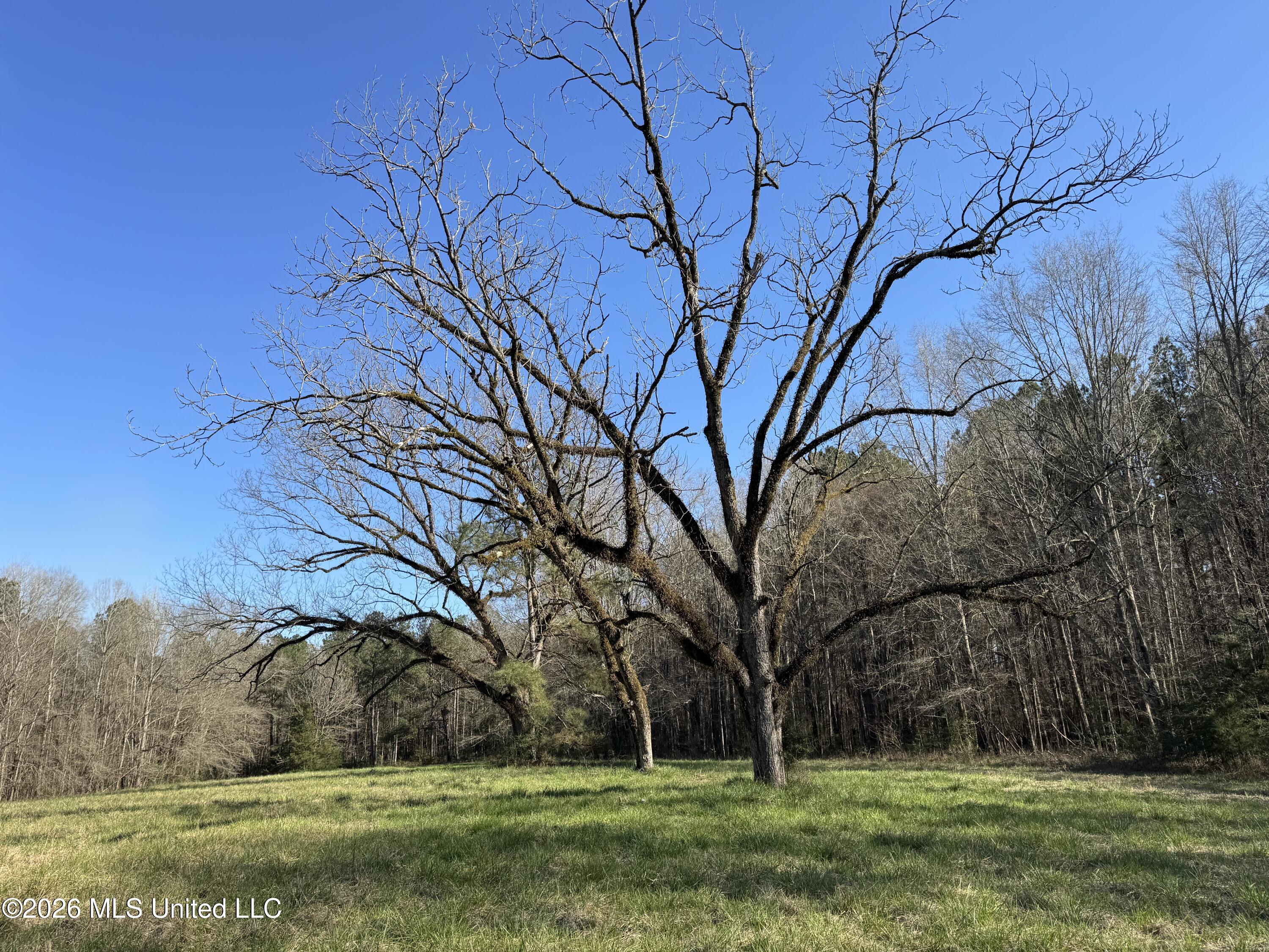 29 Sontag-Nola Road Sontag, MS 39665 - Photo 51 of 78 Photo Mar 02 2026, 15 17 30