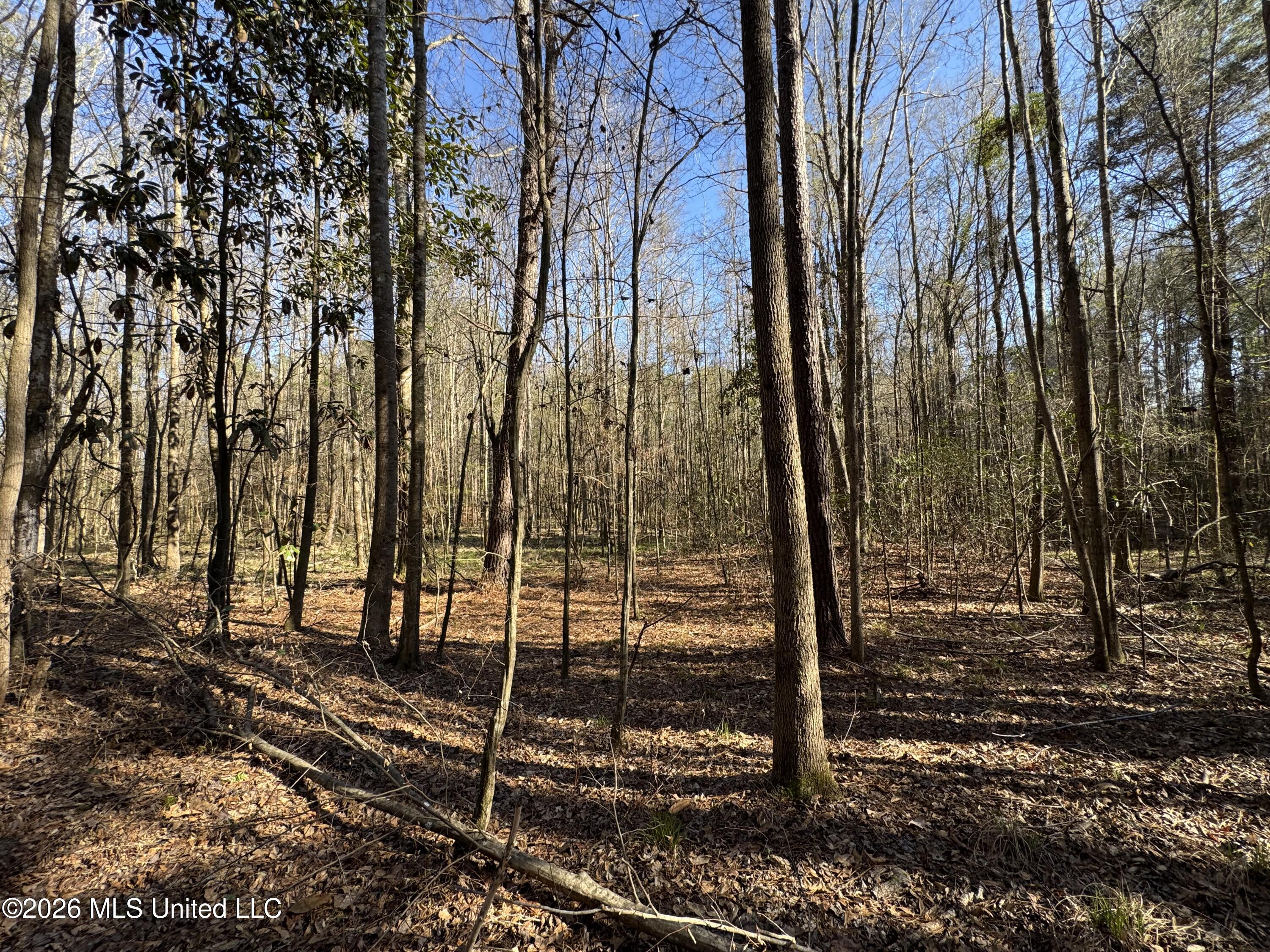 29 Sontag-Nola Road Sontag, MS 39665 - Photo 54 of 78 Photo Mar 02 2026, 15 19 47