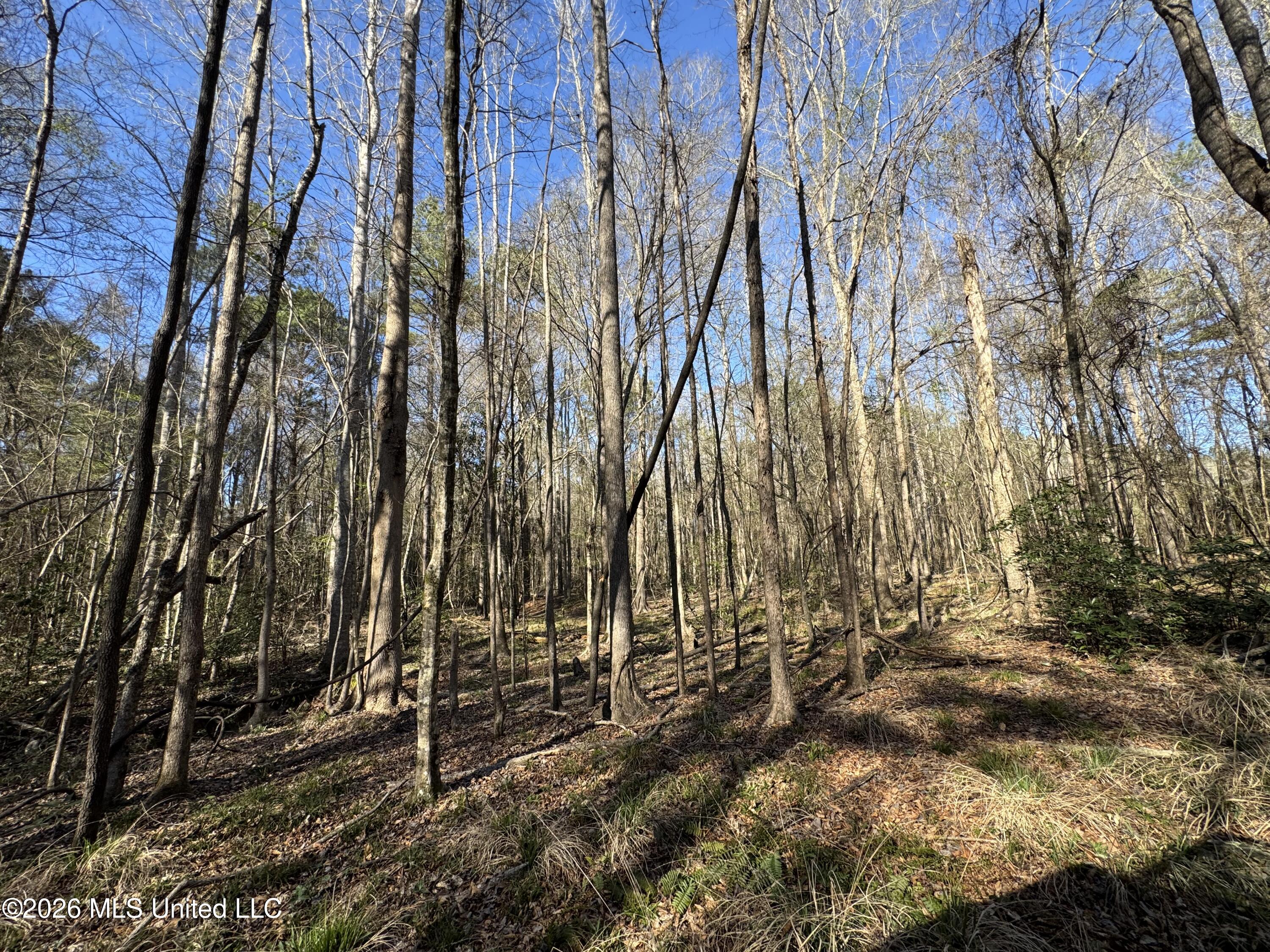29 Sontag-Nola Road Sontag, MS 39665 - Photo 60 of 78 Photo Mar 02 2026, 15 23 47