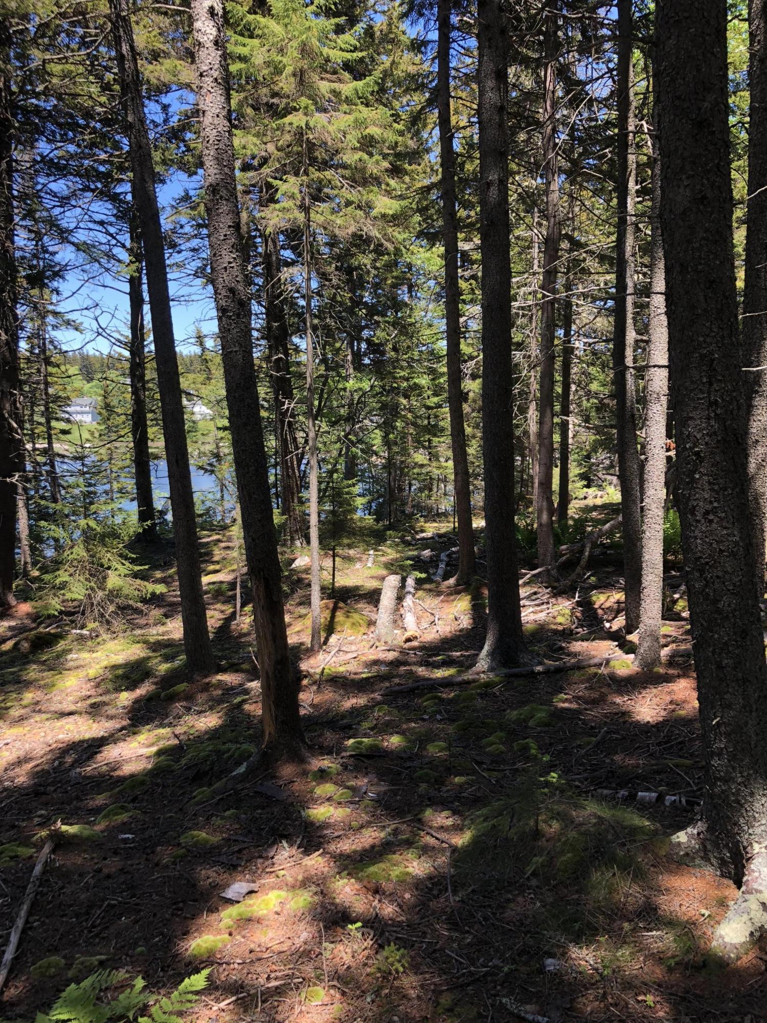 413 Minturn Road Swans Island, ME 04685 - Photo 13 of 26 XnBUemreRli6YvwooQ9ENg