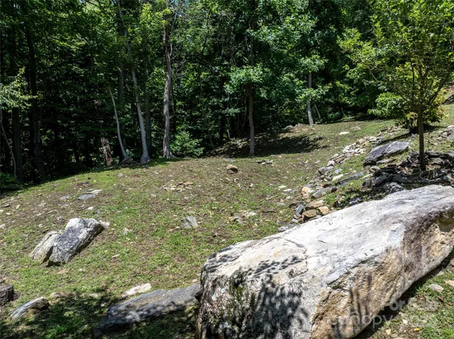 a view of a tree with a yard