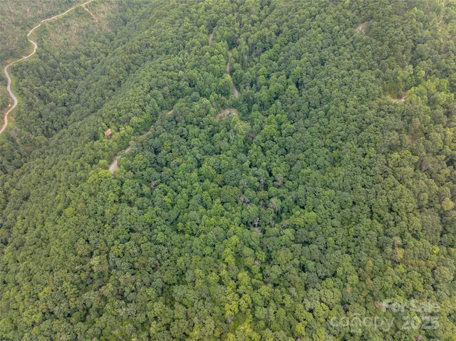 a close up of a plant in a field