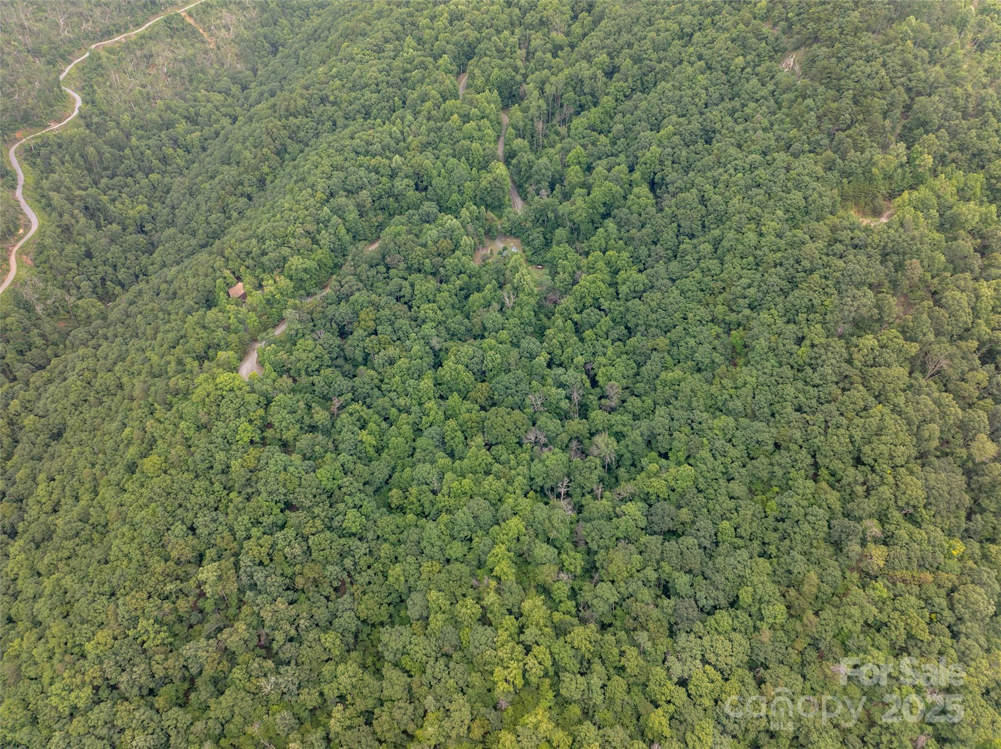 0 Doubleview Drive Union Mills, NC 28167 - Photo 3 of 14 a close up of a plant in a field