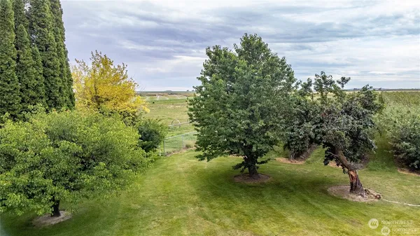 a view of a yard with a tree