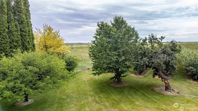 a view of a yard with a tree
