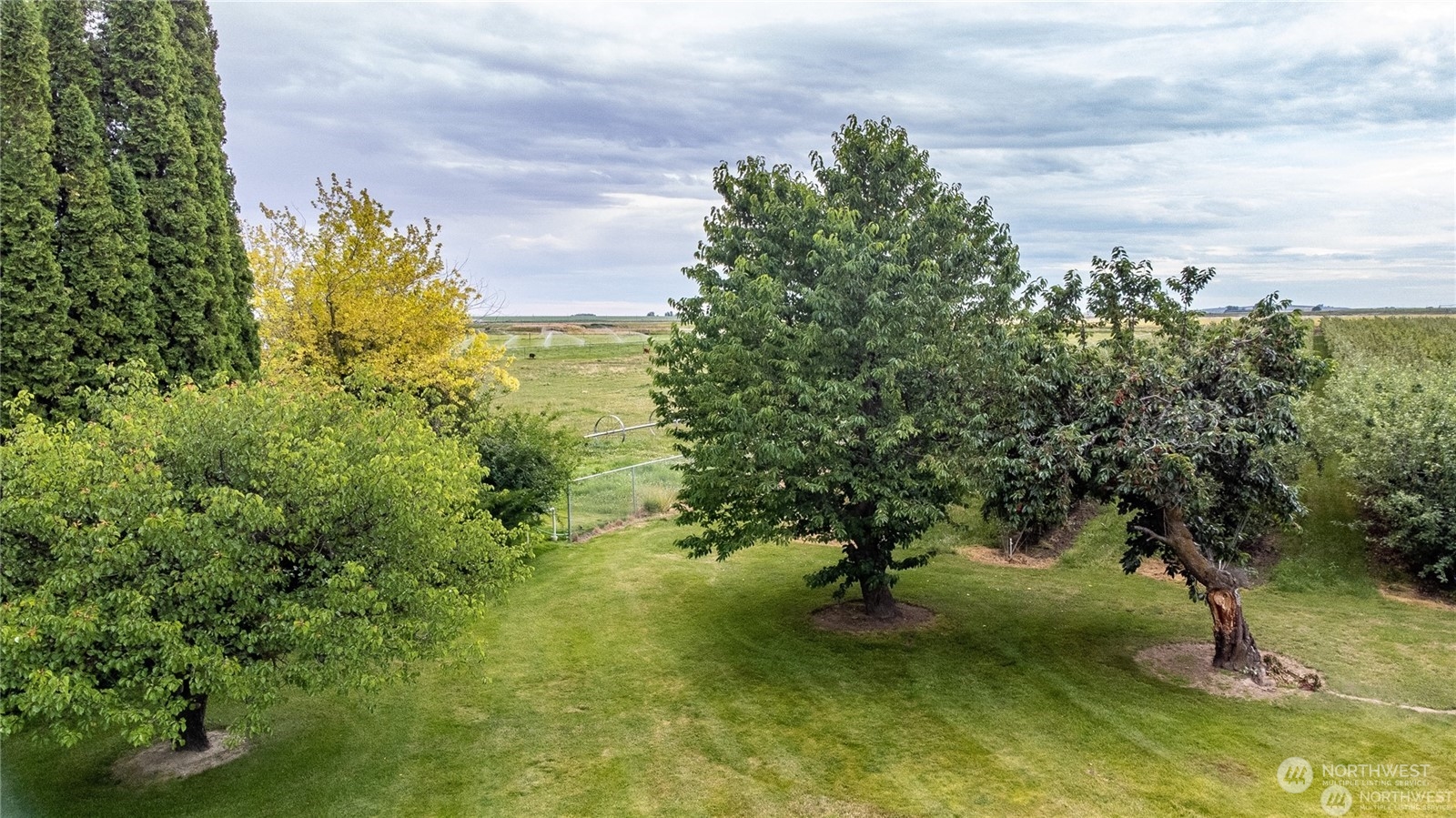 1659 West Gillis Road Othello, WA 99344 - Photo 12 of 36 a view of a yard with a tree