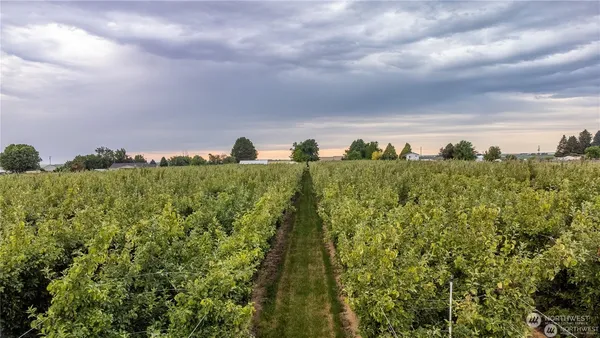 a view of a bunch of trees
