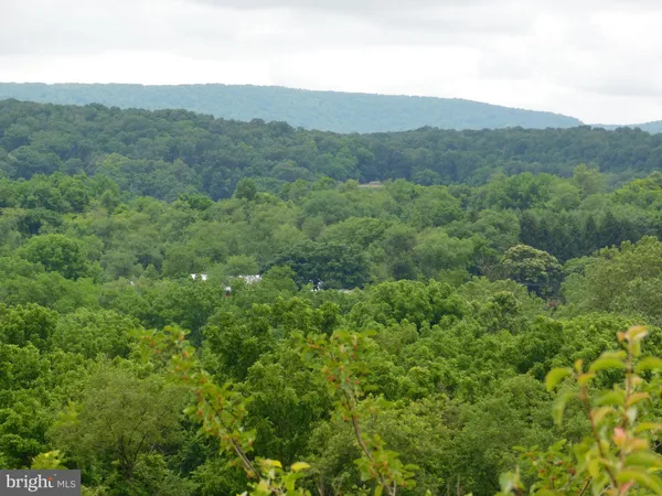 a view of a lush green forest with lush green forest