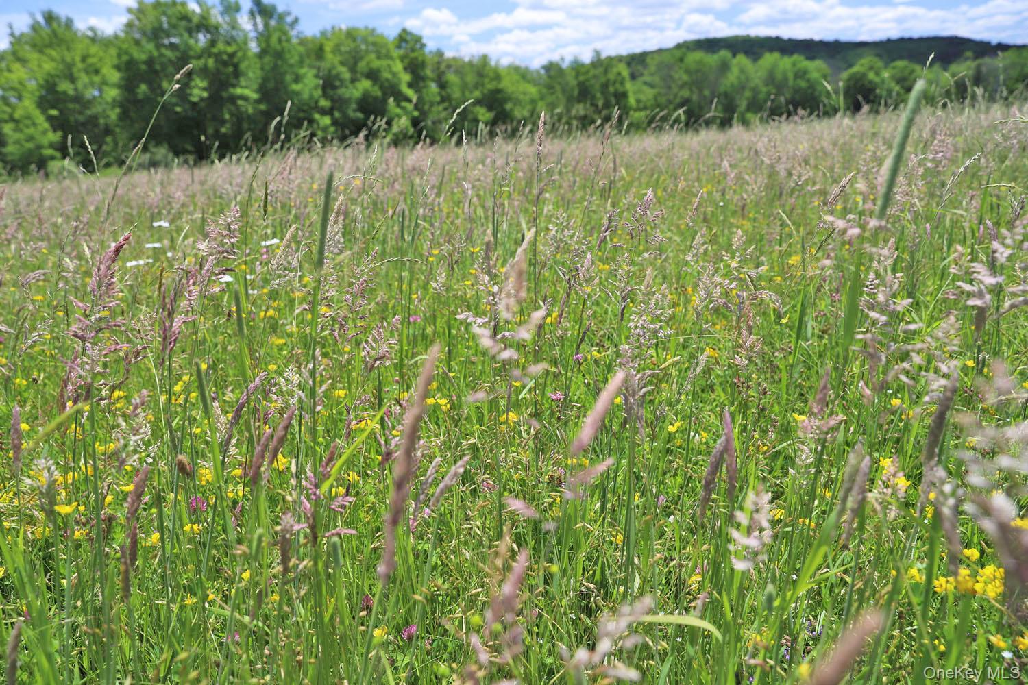 Dietz Road Callicoon Center, NY 12724 - Photo 11 of 24 Meadow grasses