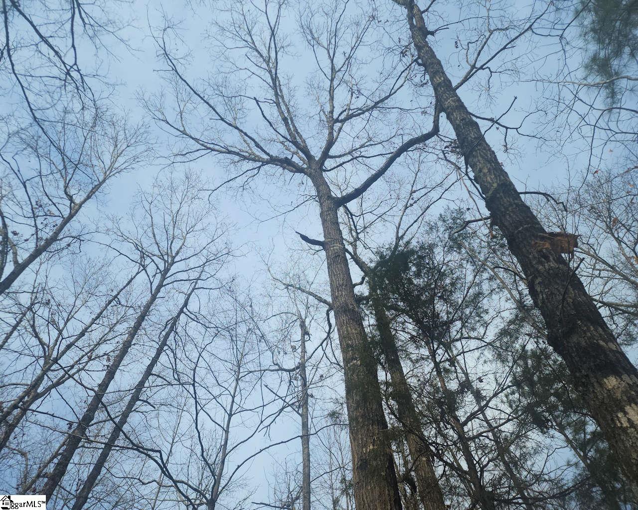 Todd Quarter Road Waterloo, SC 29384 - Photo 9 of 25