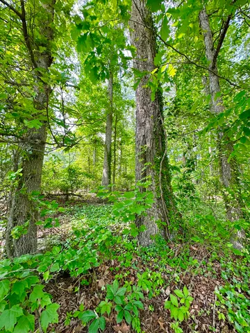 a view of a lush green forest