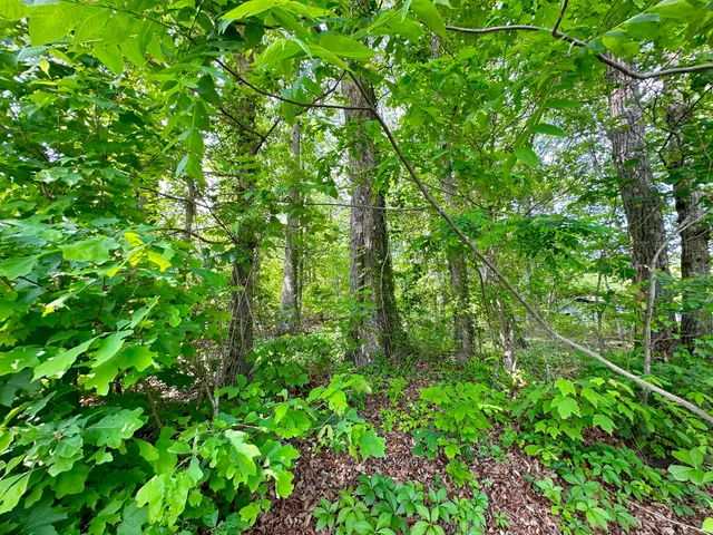 a backyard of a house with lots of green space