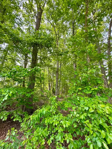 a view of a lush green forest