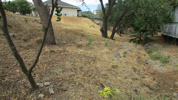 a view of a yard covered with trees