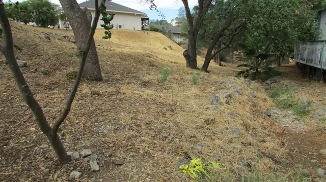 a view of a yard covered with trees