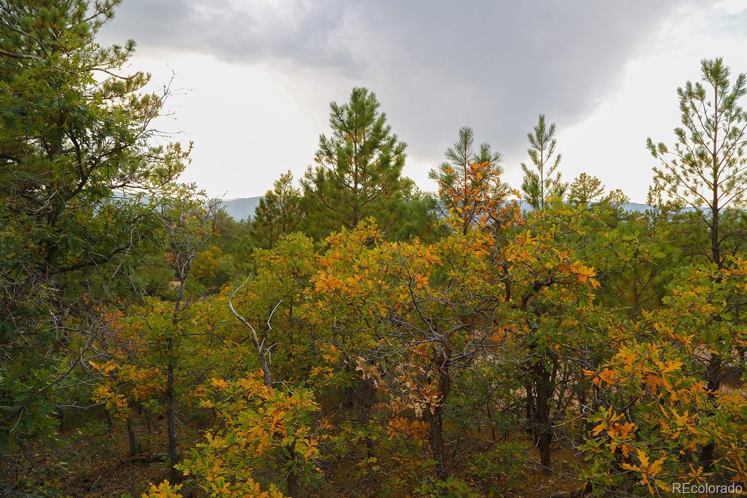 2372 Veronica Road Larkspur, CO 80118 - Photo 8 of 11 Gallery Image 8