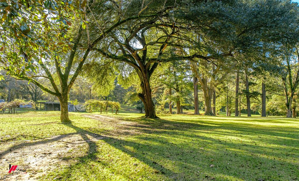 a view of a garden with trees