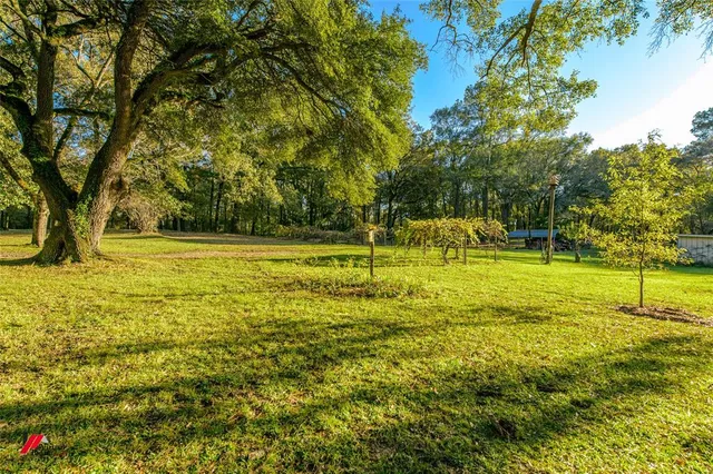 a view of a park with large trees