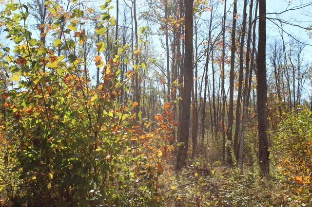 $759,500 | Tbd Woods Road, Isle, MN 56342