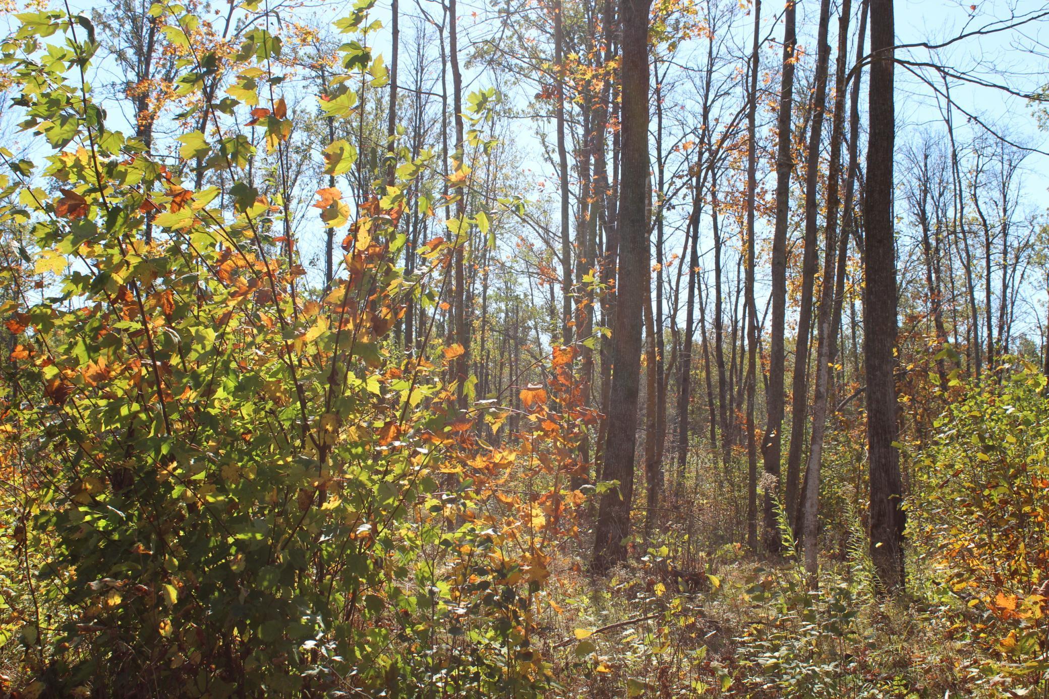 Tbd Woods Road Isle, MN 56342 - Photo 12 of 32