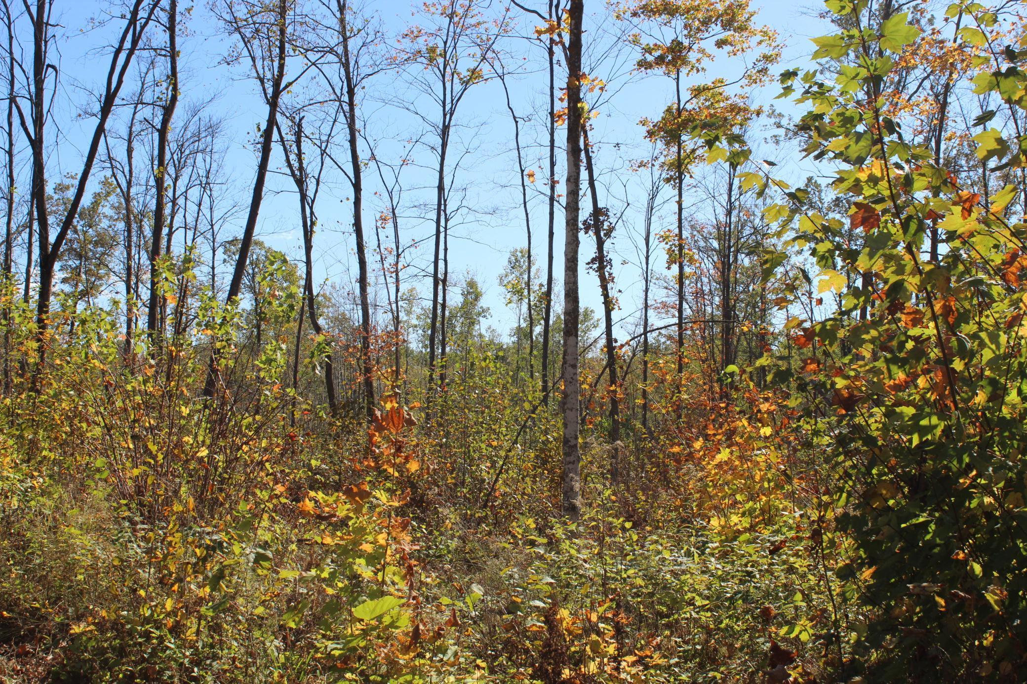 Tbd Woods Road Isle, MN 56342 - Photo 13 of 32