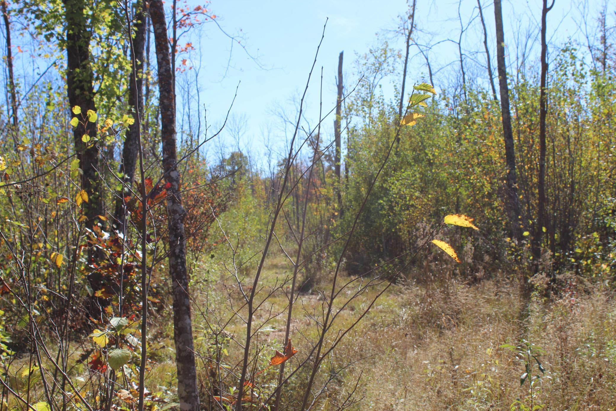 Tbd Woods Road Isle, MN 56342 - Photo 21 of 32