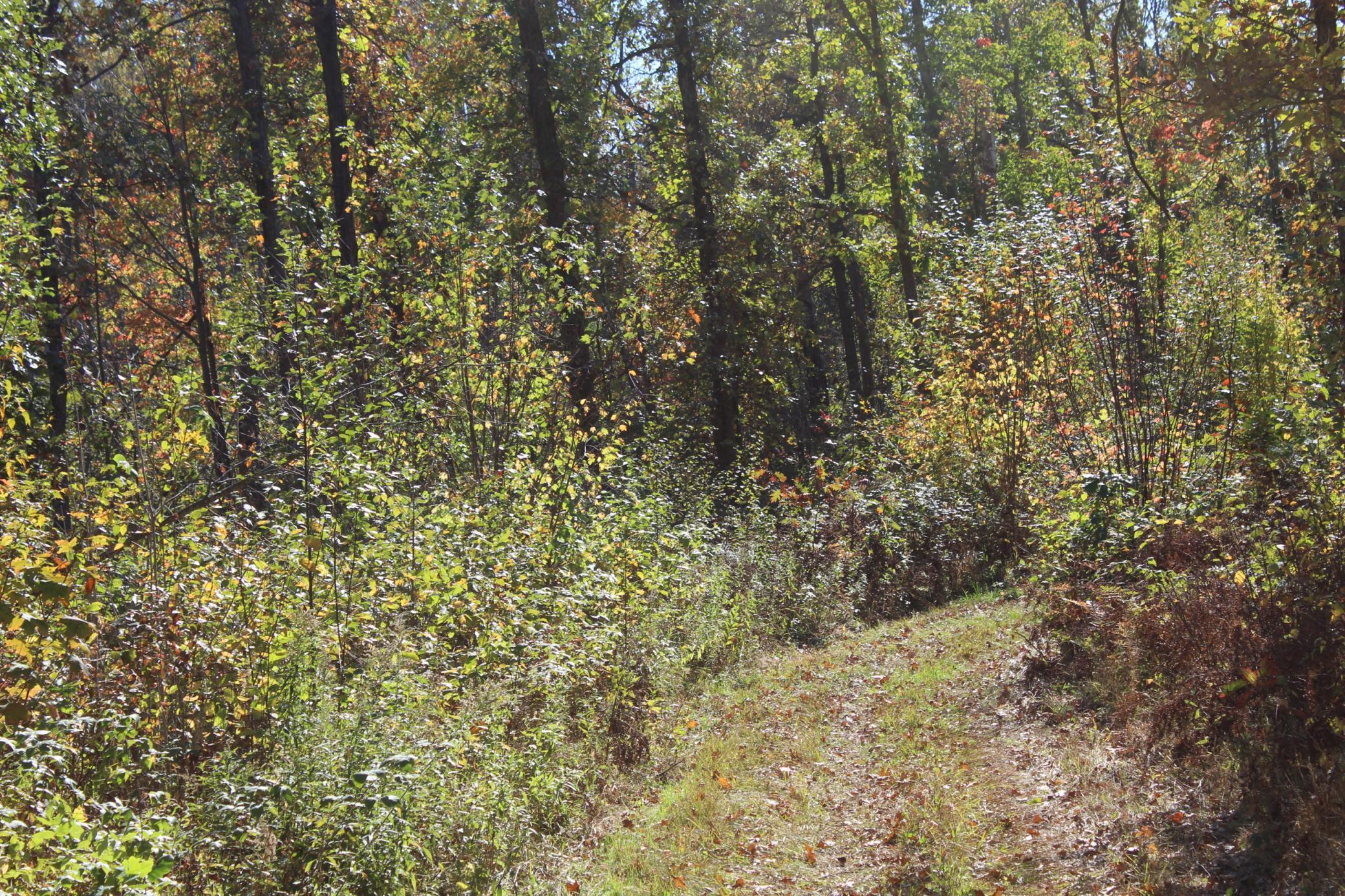 Tbd Woods Road Isle, MN 56342 - Photo 25 of 32