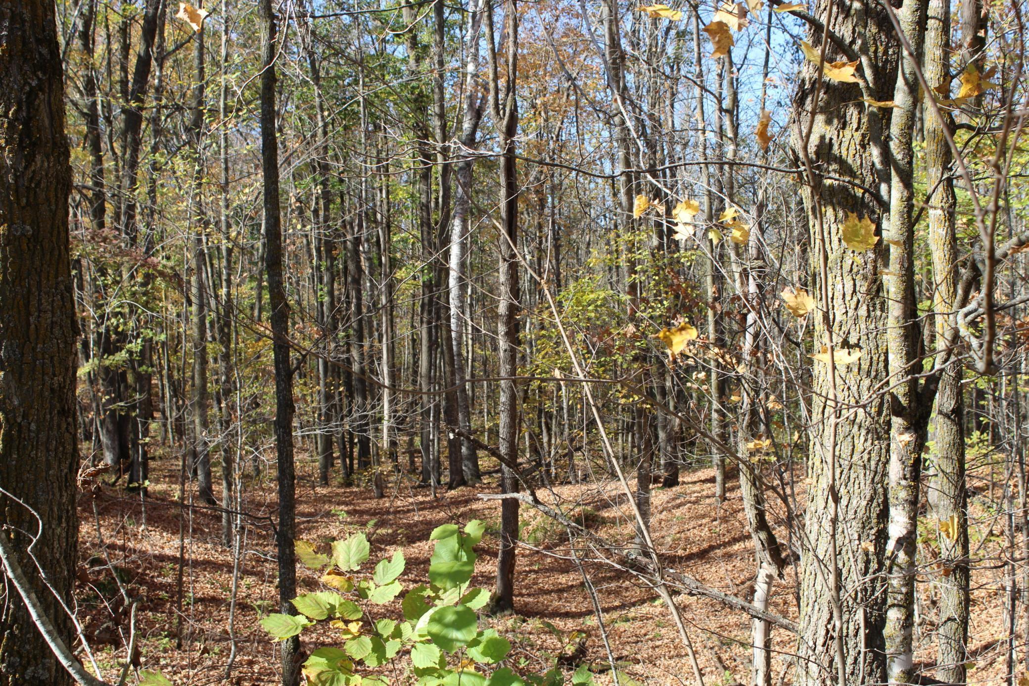 Tbd Woods Road Isle, MN 56342 - Photo 29 of 32