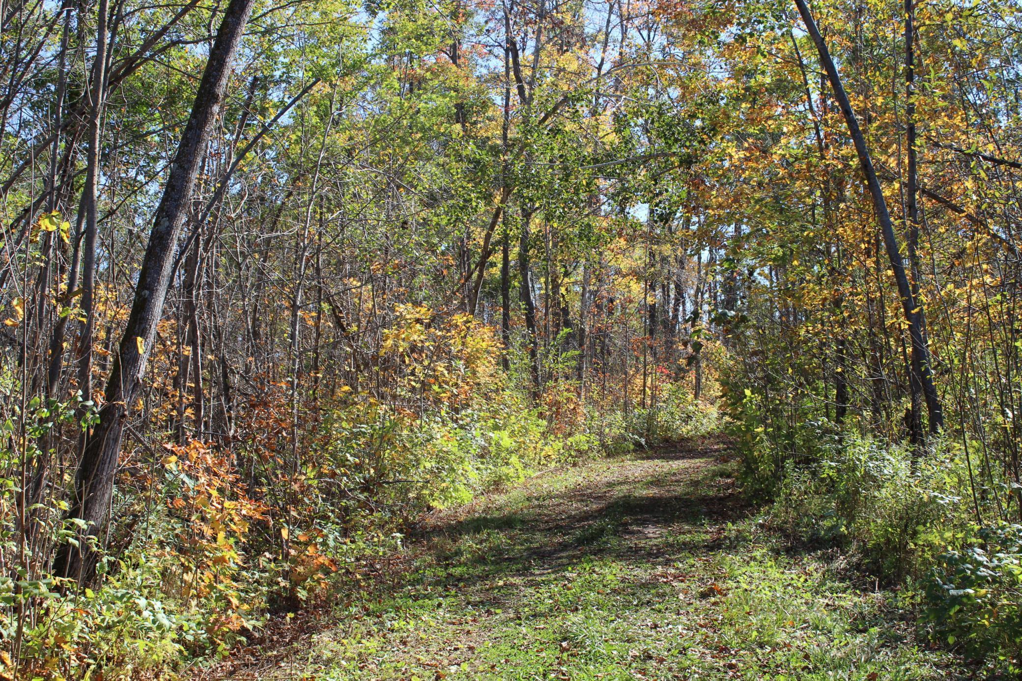 Tbd Woods Road Isle, MN 56342 - Photo 4 of 32