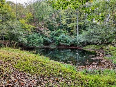 1837 Deep South Farm Road Blairsville, GA 30512 - Photo 24 of 76 a view of a lush green forest with lots of trees