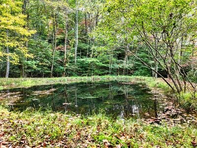 1837 Deep South Farm Road Blairsville, GA 30512 - Photo 25 of 76 a view of a garden with a lake