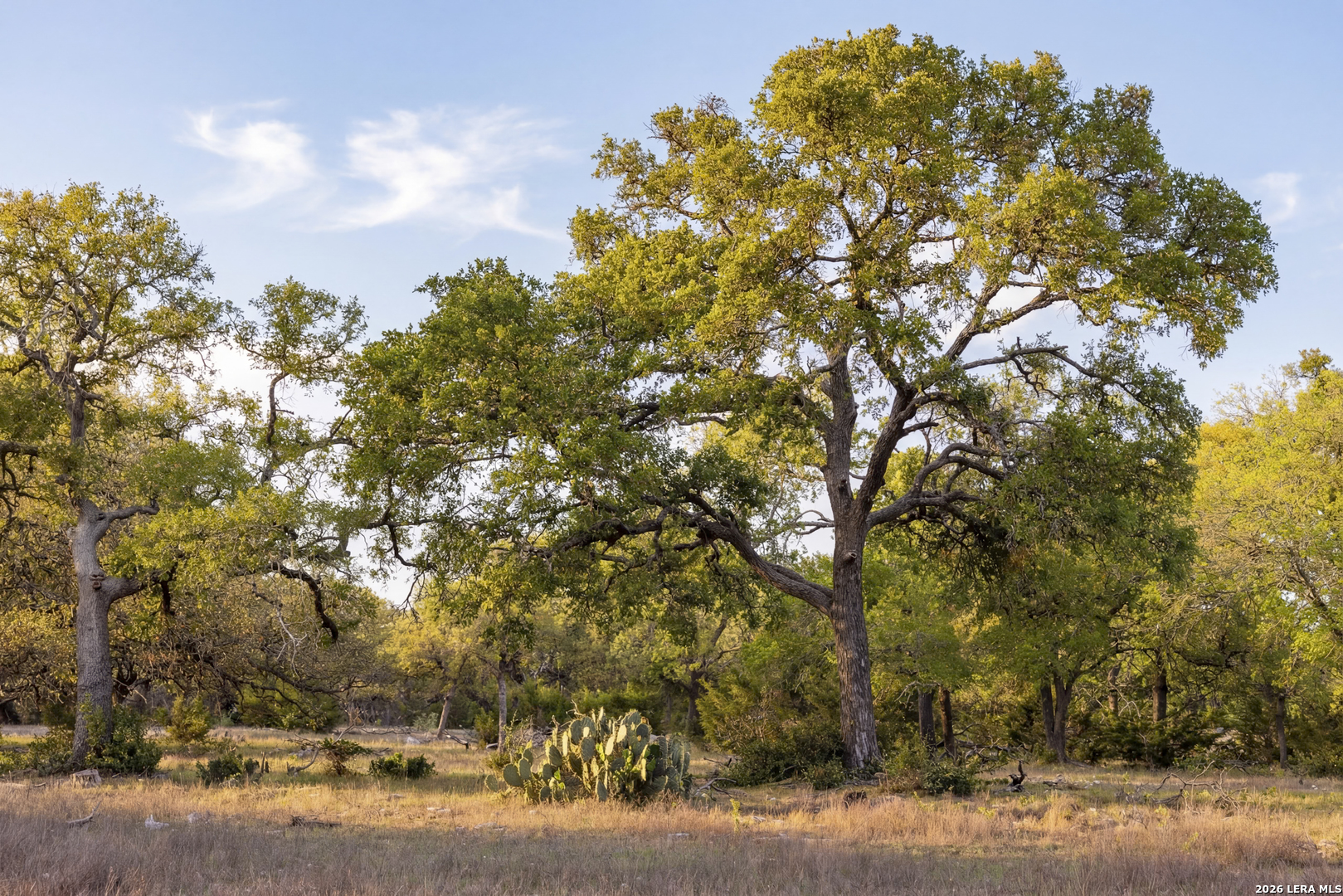 Tbd Sattler Road Spring Branch, TX 78070 - Photo 2 of 11 a backyard of a house with lots of green space