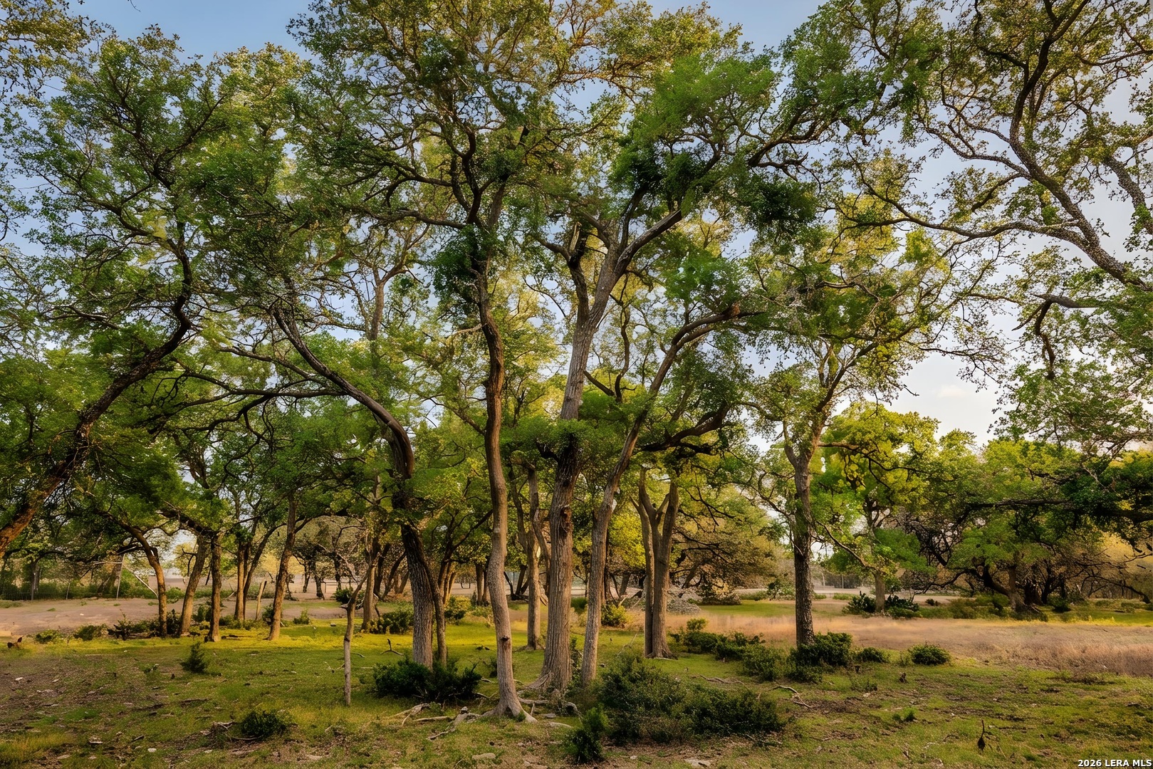 Tbd Sattler Road Spring Branch, TX 78070 - Photo 9 of 11 a view of yard with trees