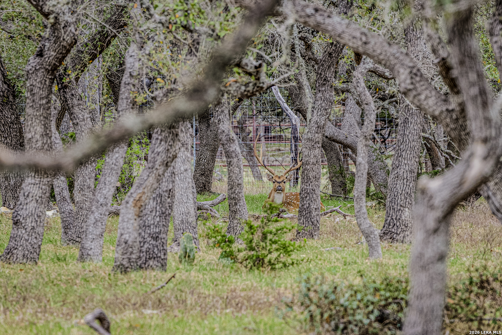 Tbd Sattler Road Spring Branch, TX 78070 - Photo 10 of 11 a backyard of a building with lots of trees