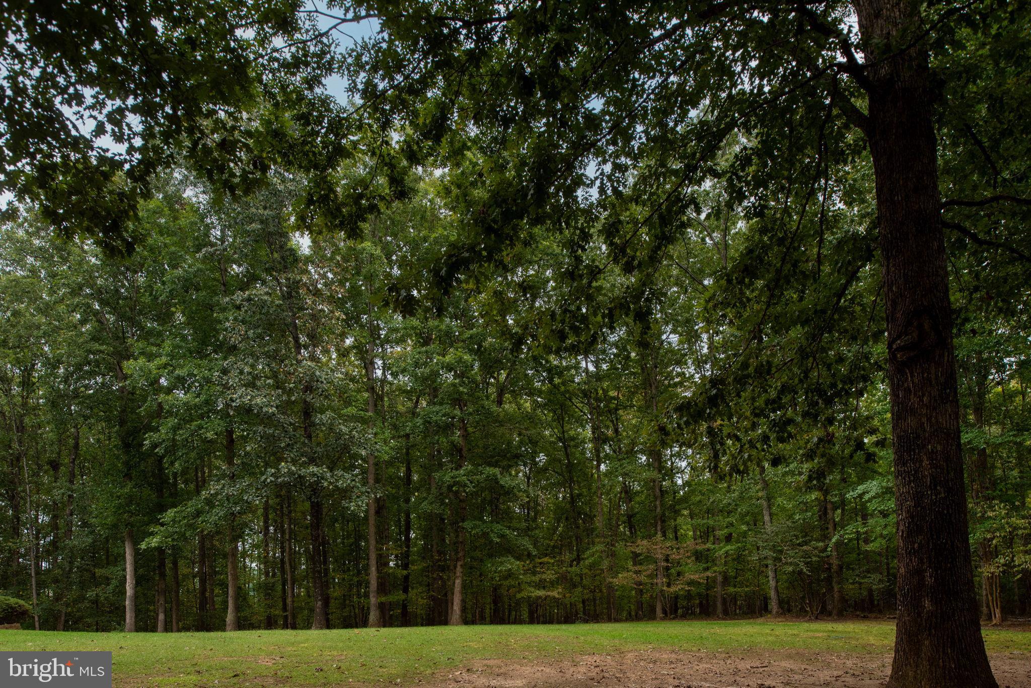 32236 Deep Meadow Lane Locust Grove, VA 22508 - Photo 43 of 58 Lush green retreat in serene woodland.