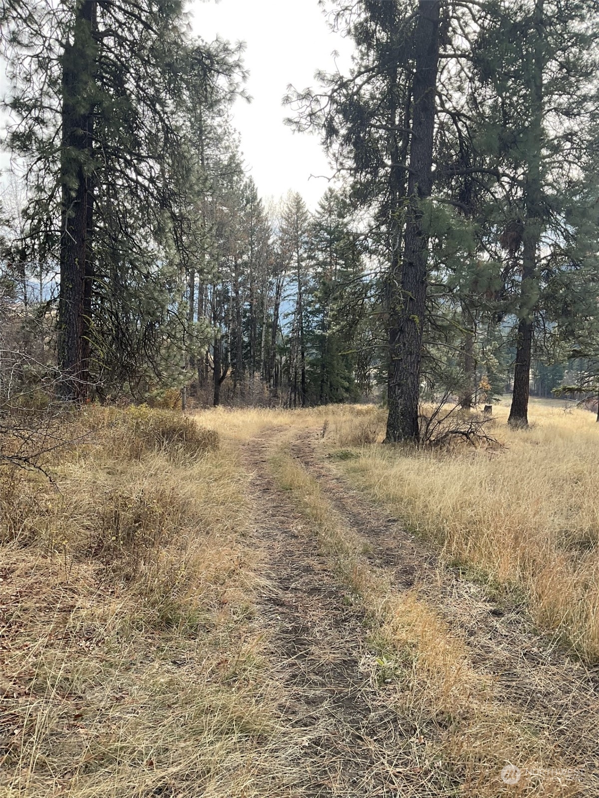 275 Big Goosmus Creek Road Curlew, WA 99118 - Photo 4 of 7 a view of outdoor space with trees