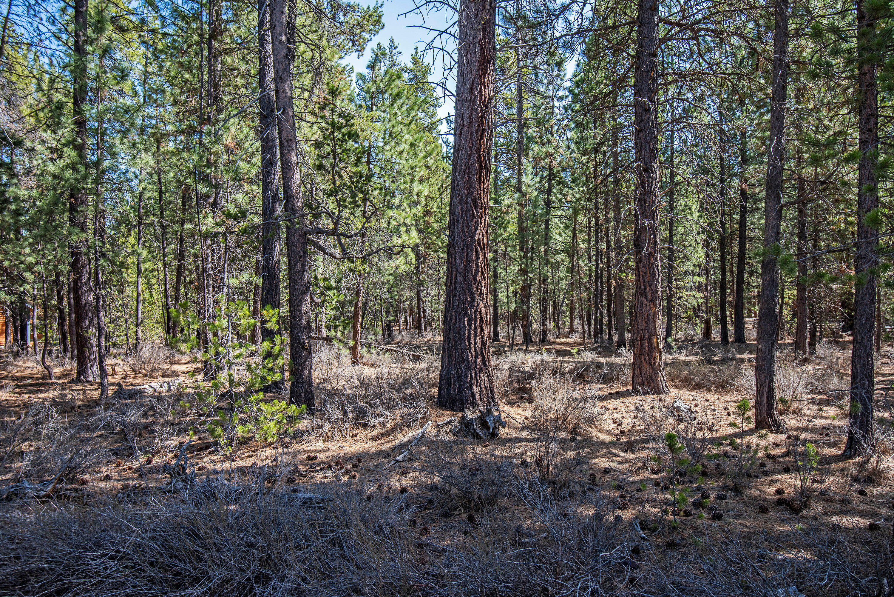 56748 Spring River Loop Bend, OR 97707 - Photo 14 of 17 a view of a forest with trees in the background