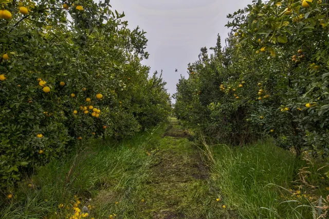 a view of a lush green forest
