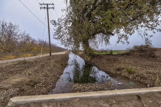 a view of a yard with large tree