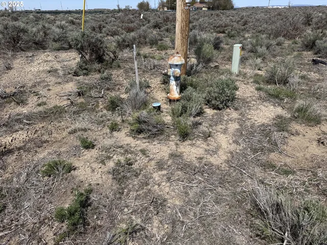 a view of a dry yard with lots of trees