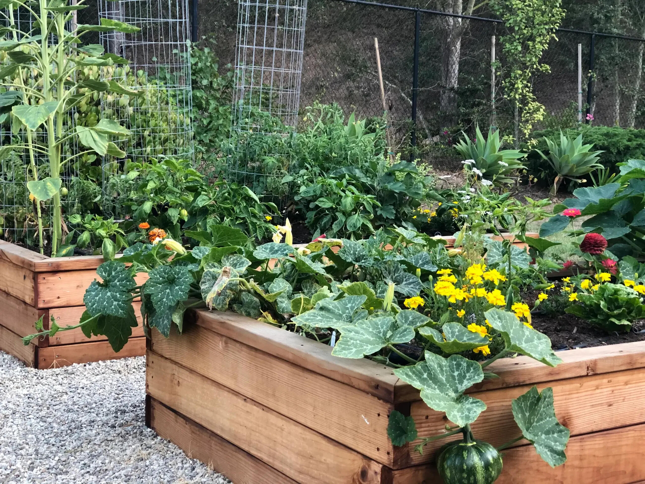 1102 Plaza Del Monte Santa Barbara, CA 93101 - Photo 28 of 53 Organic Garden Vegetables
