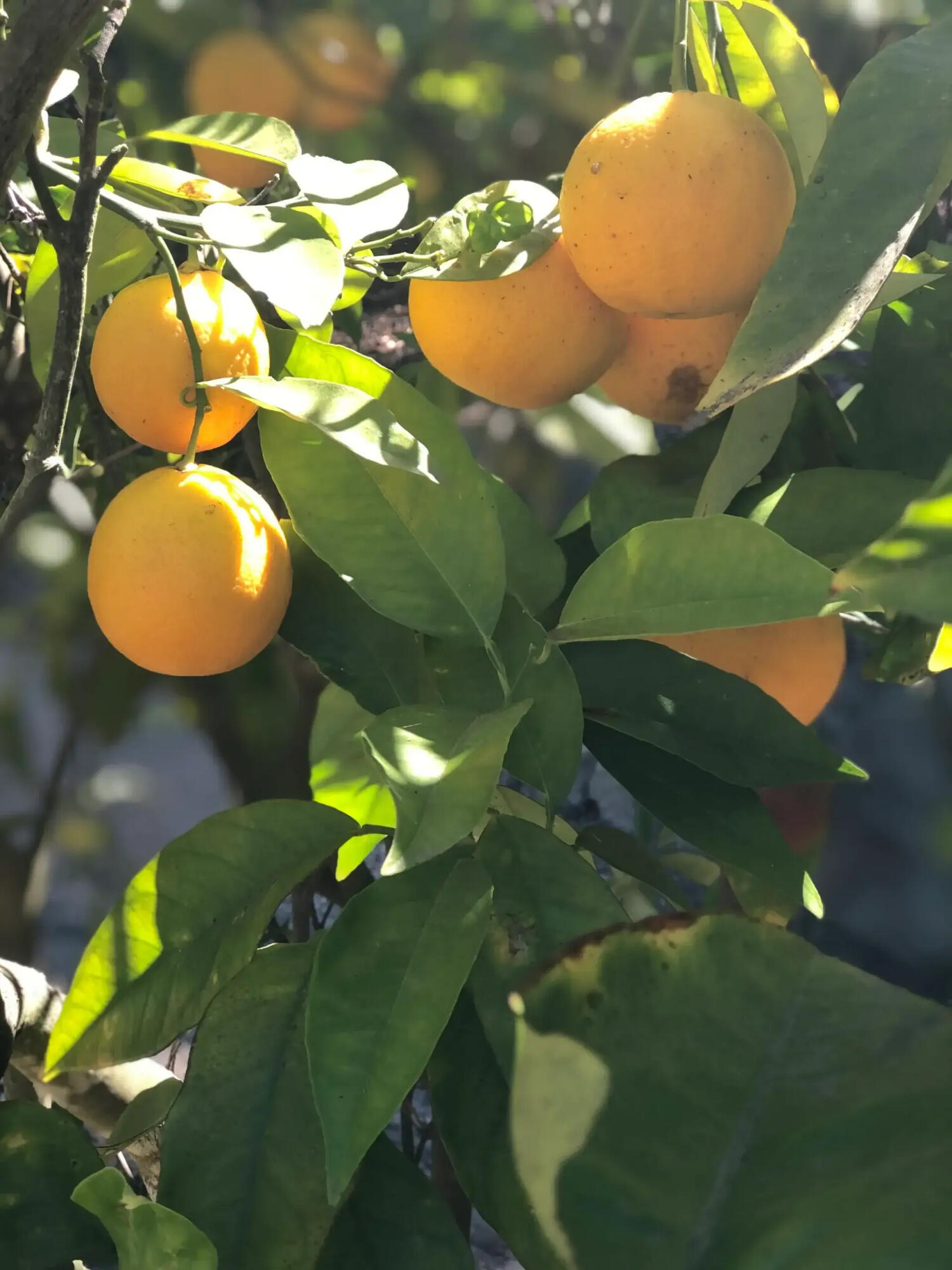 1102 Plaza Del Monte Santa Barbara, CA 93101 - Photo 29 of 53 Citrus Trees