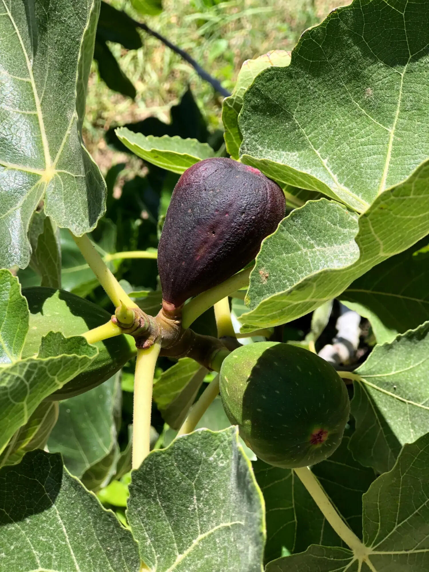 1102 Plaza Del Monte Santa Barbara, CA 93101 - Photo 48 of 53 Fig Tree