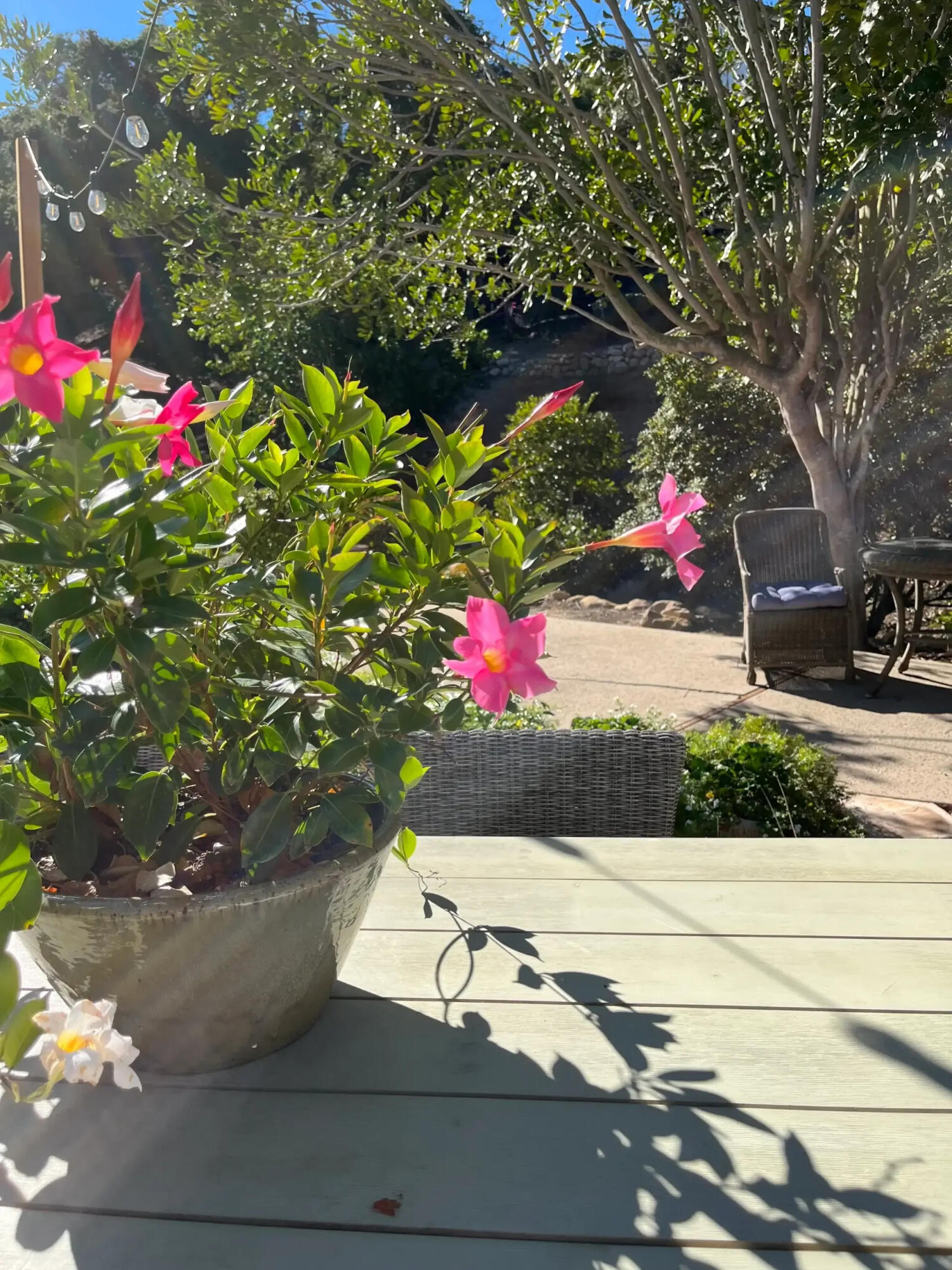 1102 Plaza Del Monte Santa Barbara, CA 93101 - Photo 49 of 53 Flowers