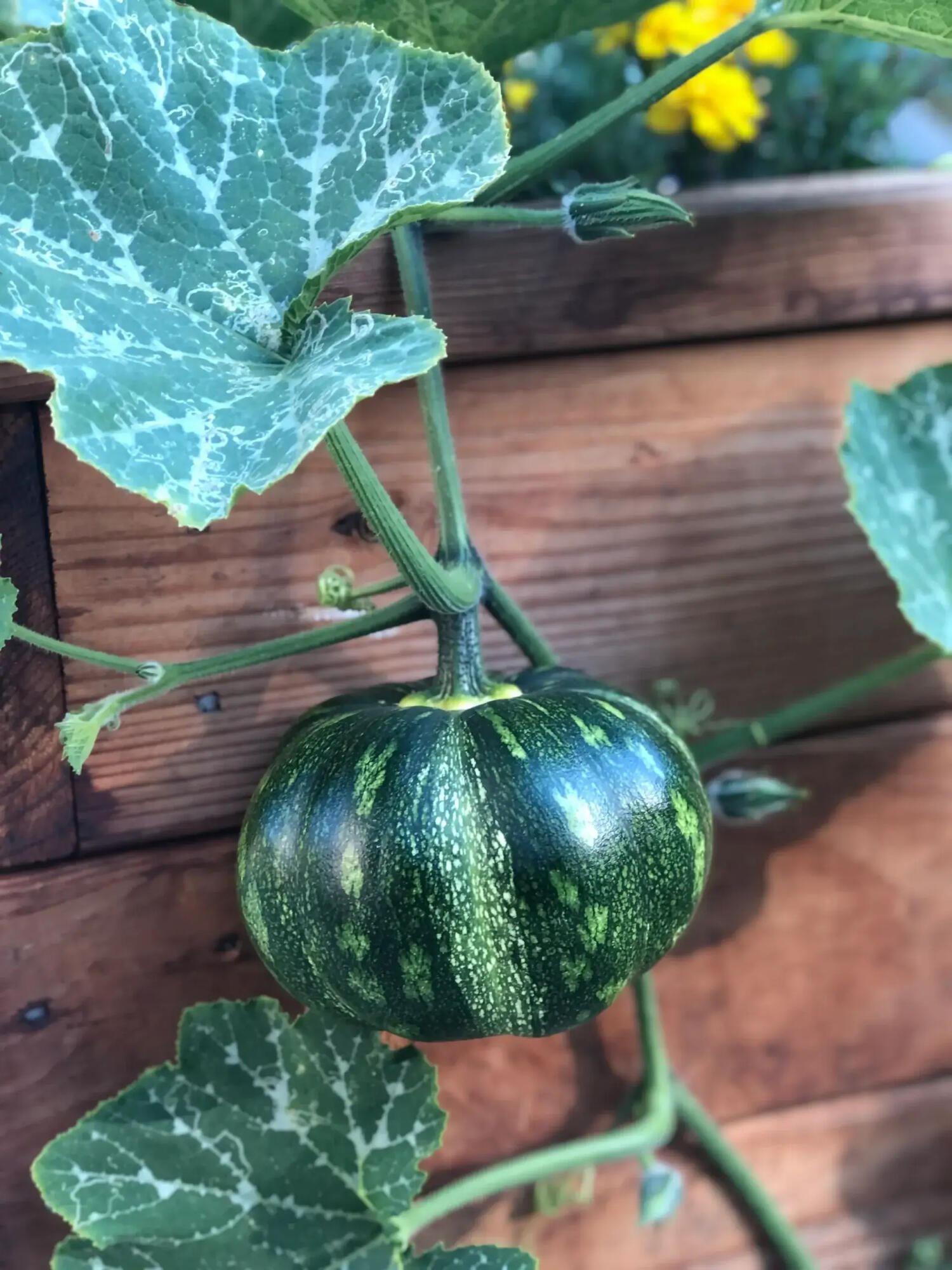 1102 Plaza Del Monte Santa Barbara, CA 93101 - Photo 50 of 53 Squash