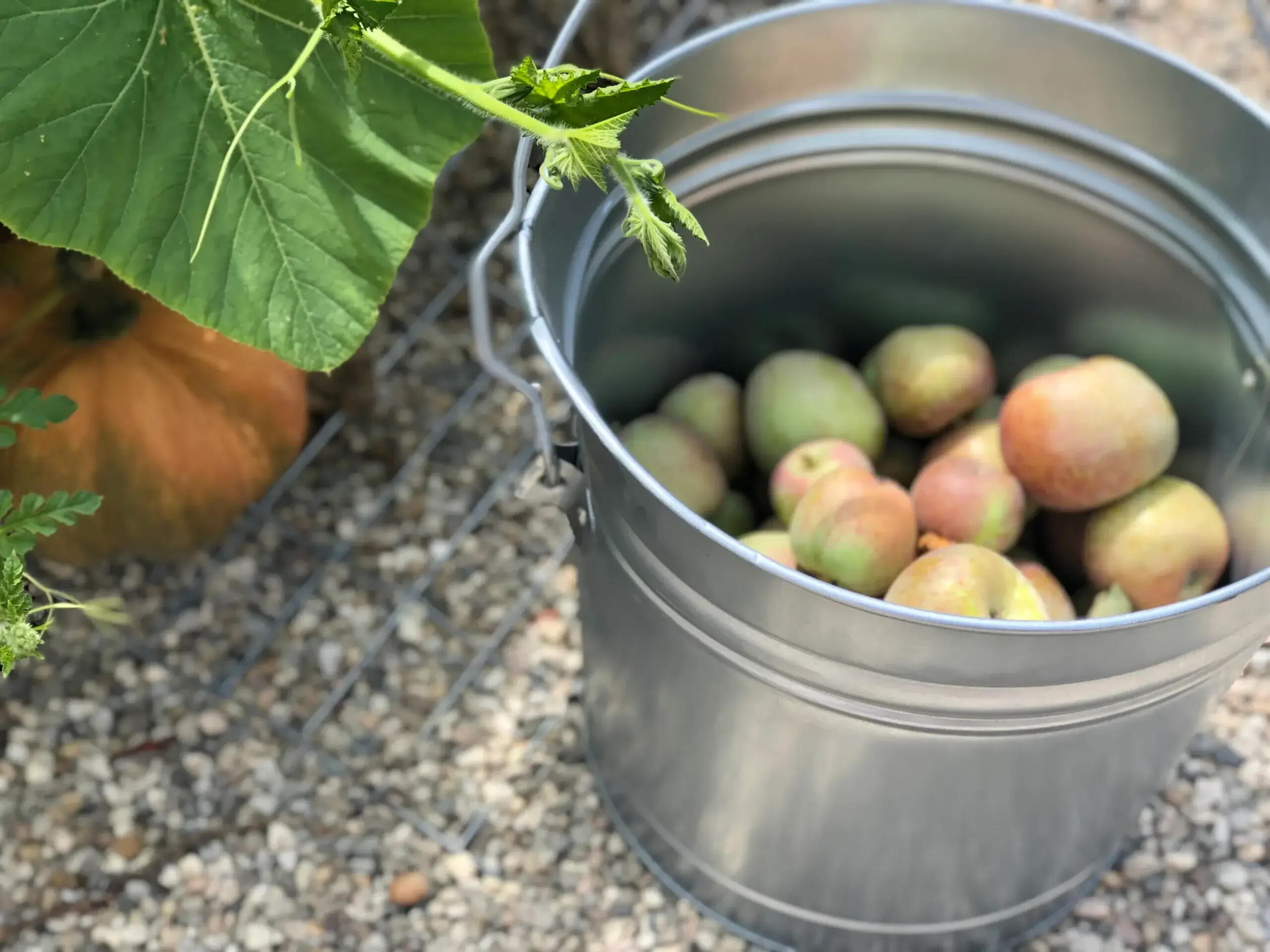 1102 Plaza Del Monte Santa Barbara, CA 93101 - Photo 51 of 53 Pick Your Own Fruit