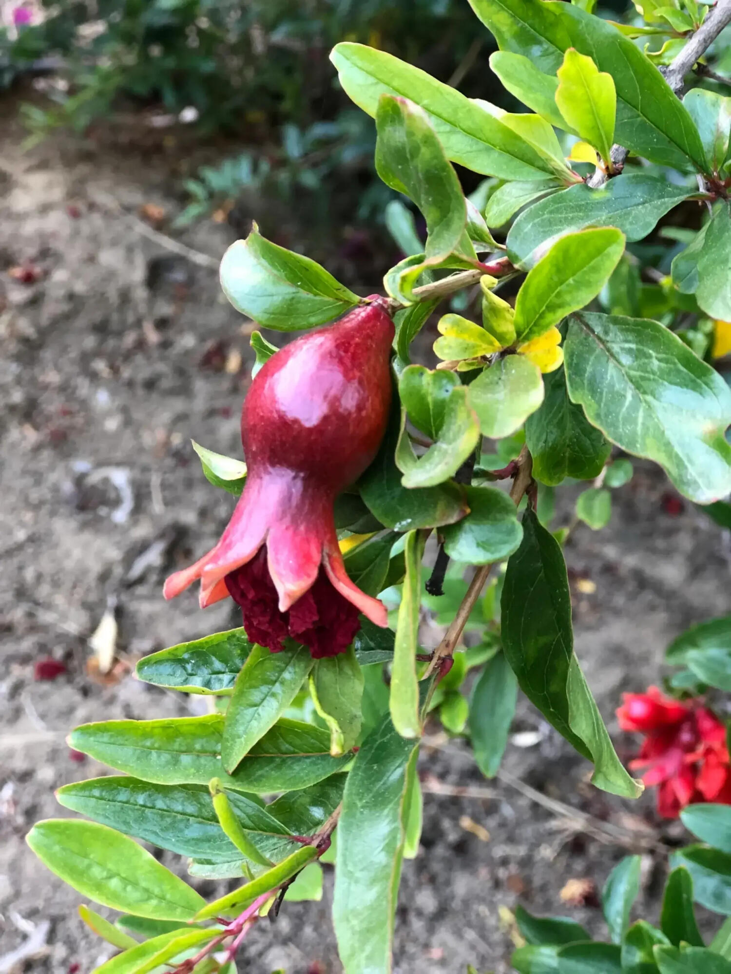 1102 Plaza Del Monte Santa Barbara, CA 93101 - Photo 53 of 53 Fruit Trees