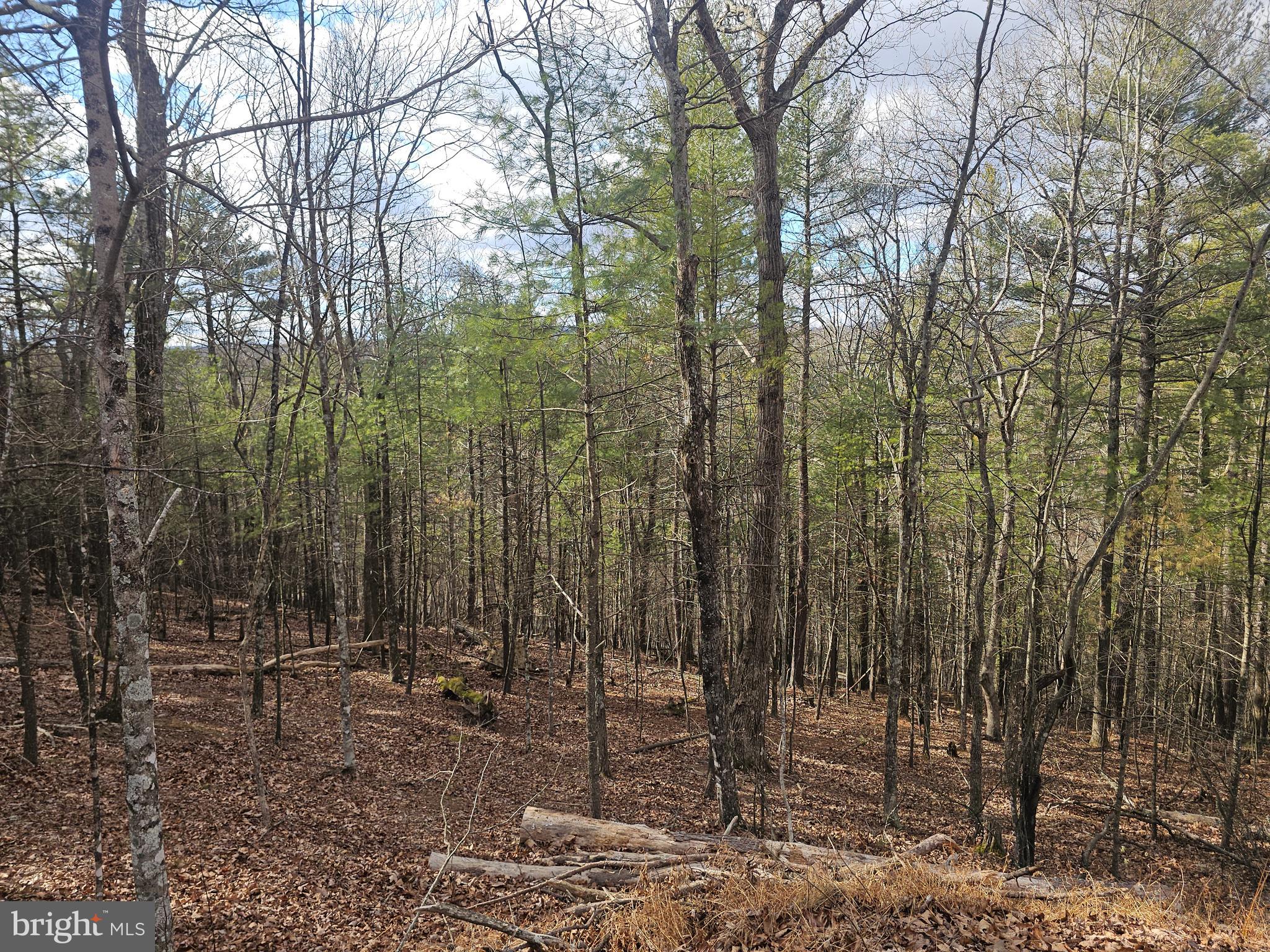 211 Martin Road Artemas, PA 17211 - Photo 22 of 38 a view of forest