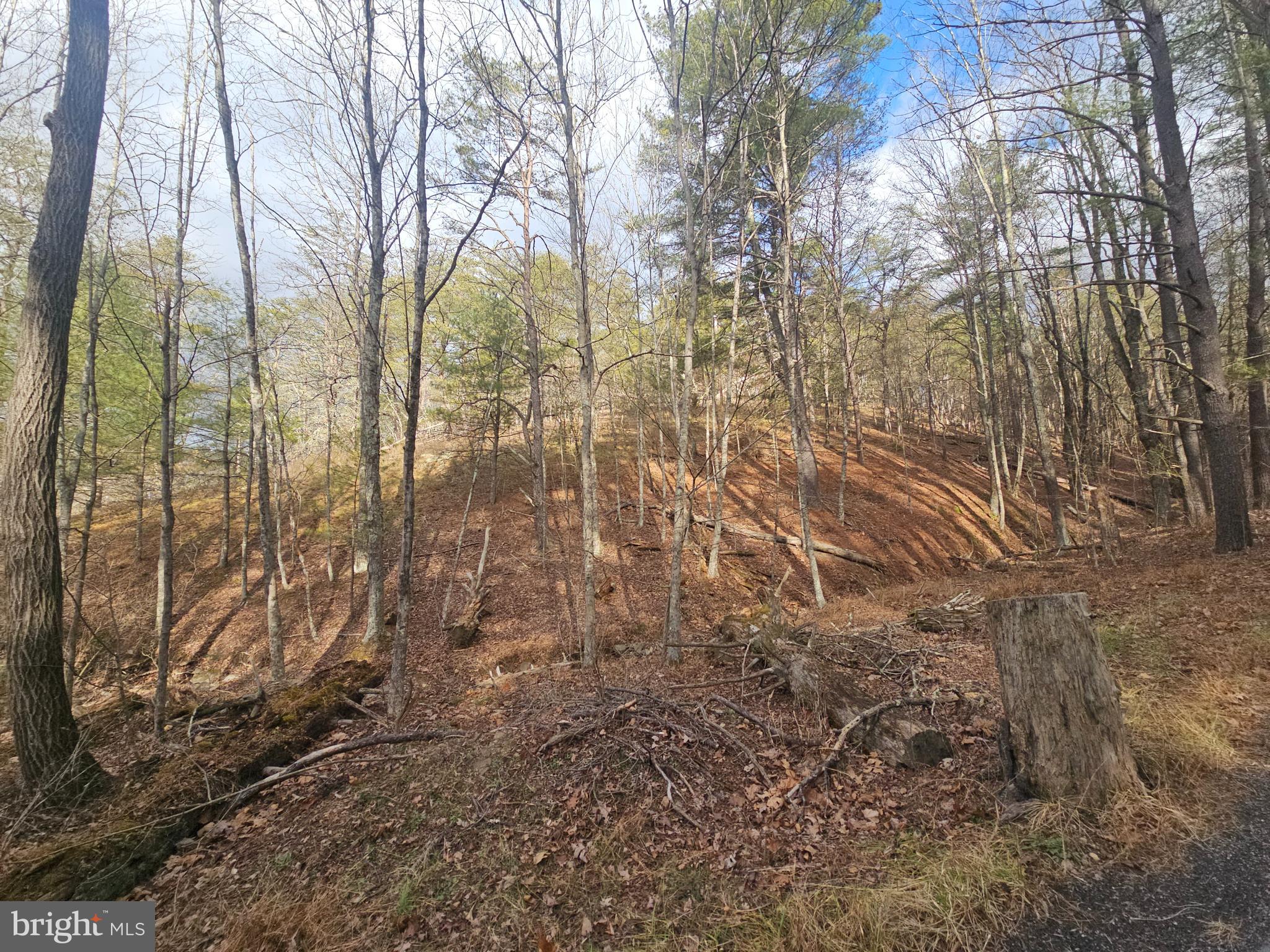 211 Martin Road Artemas, PA 17211 - Photo 10 of 38 a view of a yard with large trees