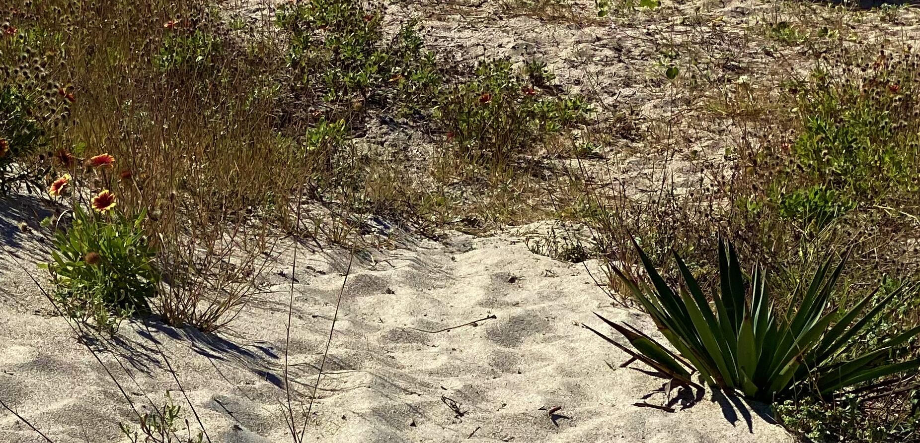1001 Jungle Road Edisto Island, SC 29438 - Photo 13 of 100 9b